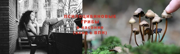 гашик Сосновый Бор